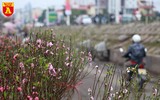 Đào Nhật Tân nở sớm, tràn ngập chợ hoa Quảng Bá